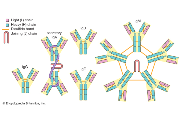 Why Choose Antibody Test ?