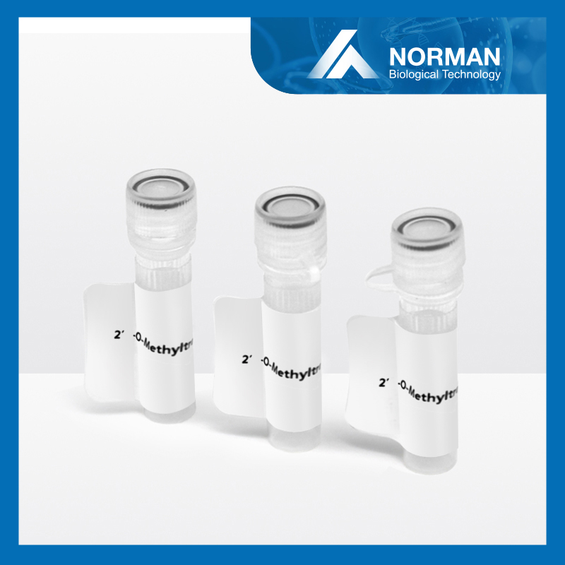 2’-O-Methyltransferase