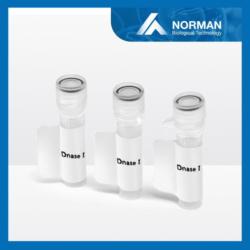 Dnase I