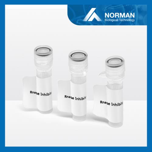 Rnase Inhibitor