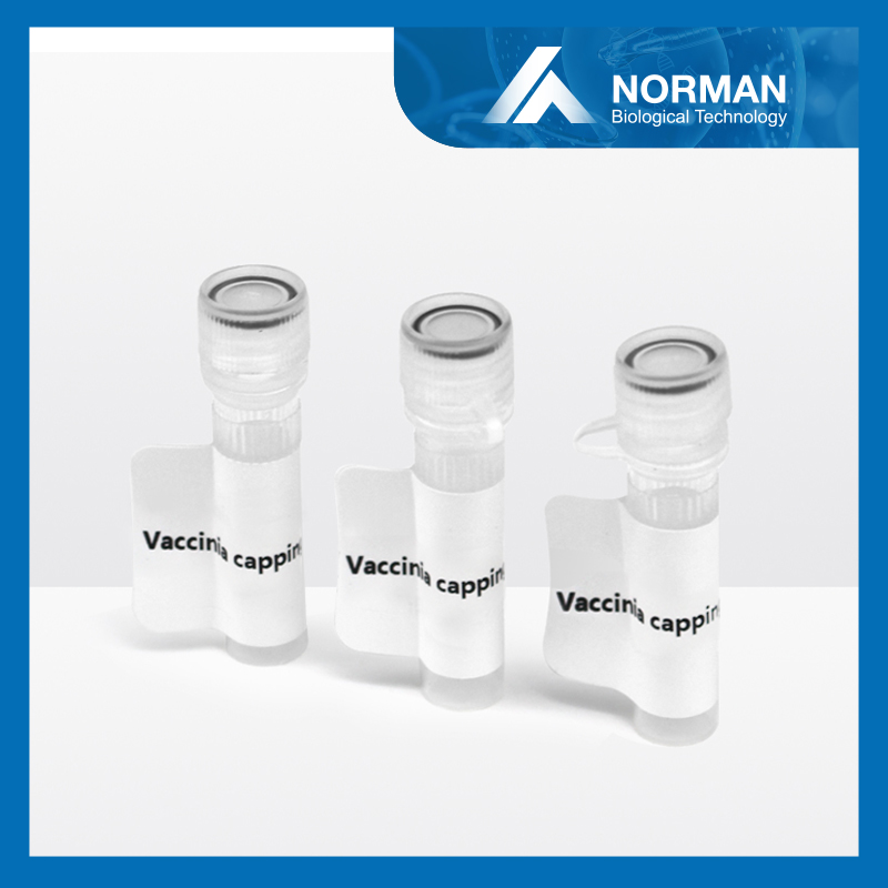 Vaccinia Capping Enzyme