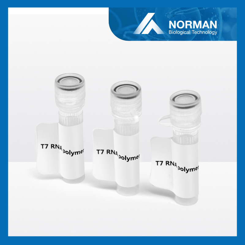 T7 RNA polymerase