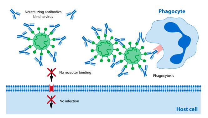 Novel Coronavirus (COVID-19) Neutralizing Antibody Testing